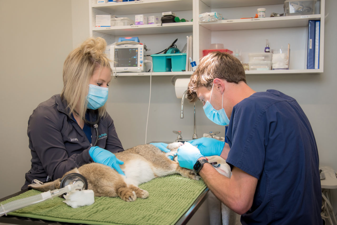 Careers Healing Paws Veterinary Hospital